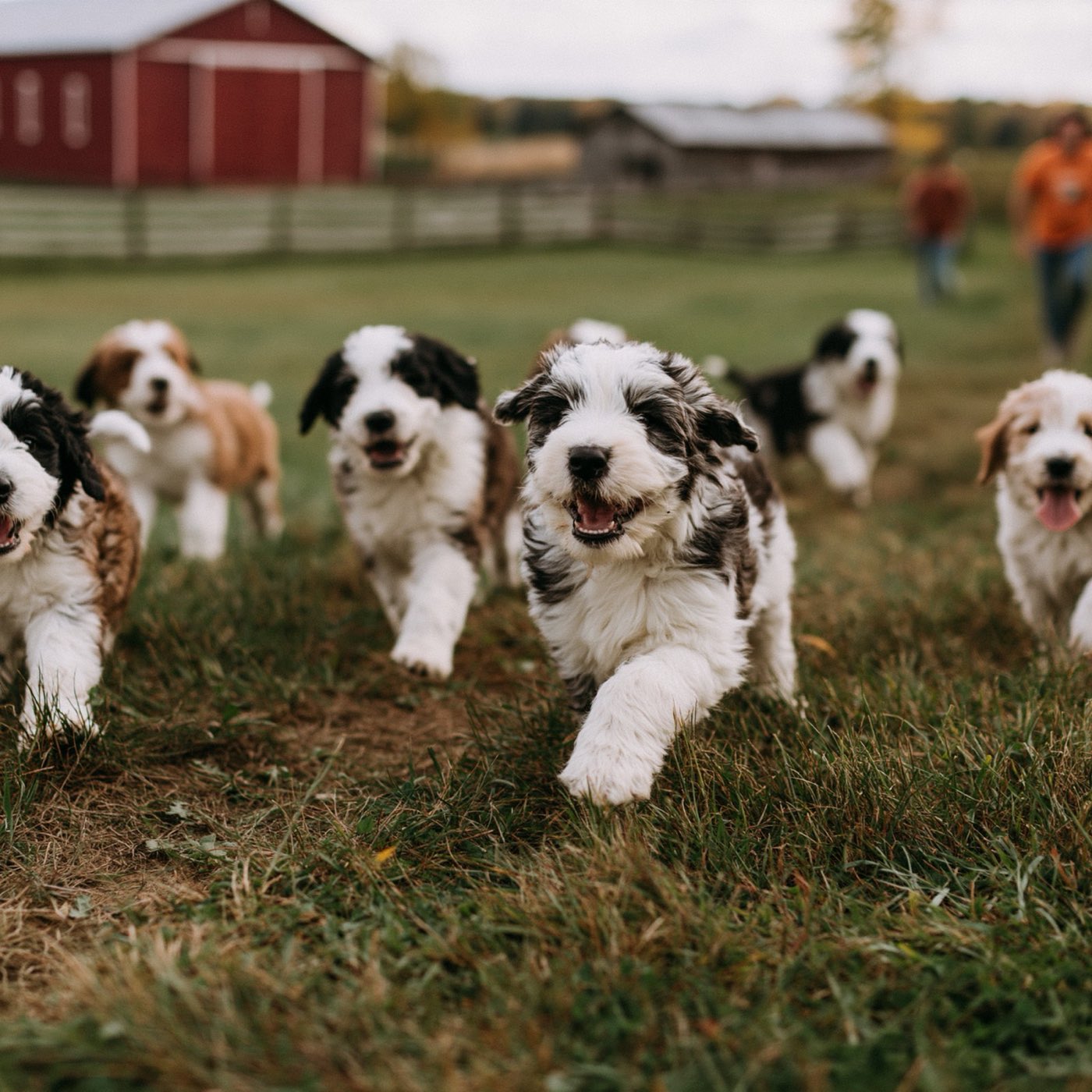 Bernedoodle puppies playing on the farm